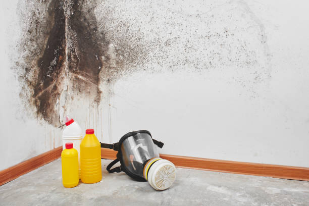 Best Mold Cleaning Services  in Nooksack, WA
