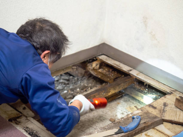 Best Home Mold Removal  in Nooksack, WA
