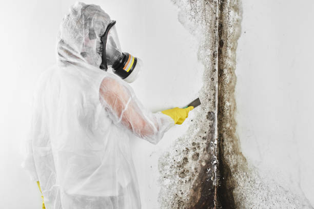 Best Mold Testing  in Nooksack, WA