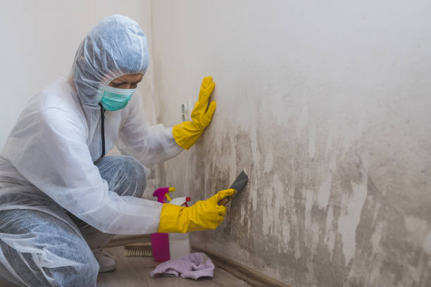 Best Fast Mold Removal  in Nooksack, WA